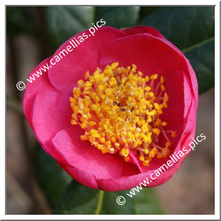 Camellia Hybrid 'Souvenir de P.Y Kerambrun'