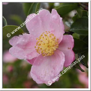 Camellia Sasanqua 'Plantation Pink'