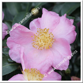 Camellia Sasanqua 'Plantation Pink'
