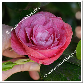 Camellia Japonica 'Platipetala'