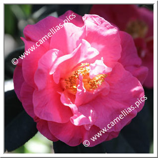 Camellia Reticulata 'Pleasant Memories'