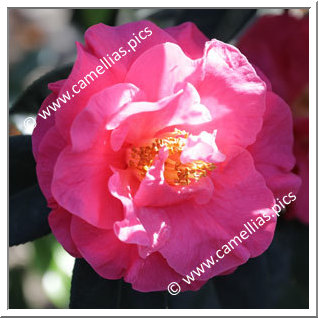 Camellia Reticulata 'Pleasant Memories'