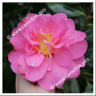 Camellia Hybride C.x williamsii 'Plymouth Beauty '