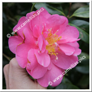 Camellia Hybrid C.x williamsii 'Plymouth Beauty '