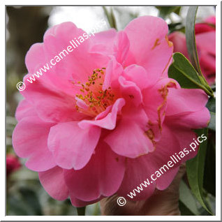 Camellia Hybrid C.x williamsii 'Plymouth Beauty '