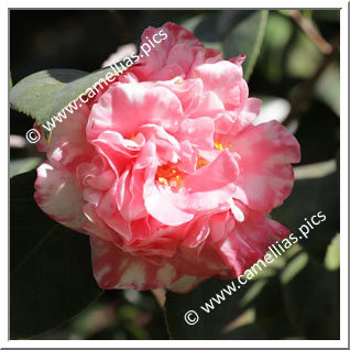 Camellia Japonica 'Moss Point Variegated'