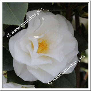 Camellia Japonica 'Polar Bear'