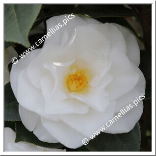 Camellia Japonica 'Polar Bear'
