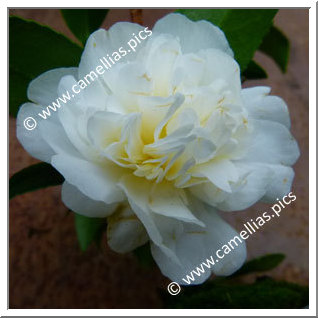 Camellia Hybrid 'Polar Ice'