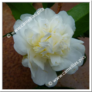 Camellia Hybrid 'Polar Ice'