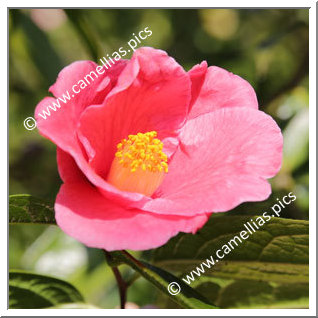 Camellia Botanique C. polyodonta