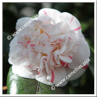 Camellia Japonica 'Pompone'