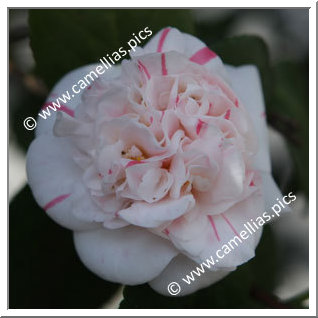 Camellia Japonica 'Pompone'
