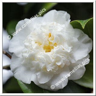 Camellia Japonica 'Pomponia Alba'