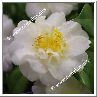 Camellia Japonica 'Pomponia Alba Odorifera'