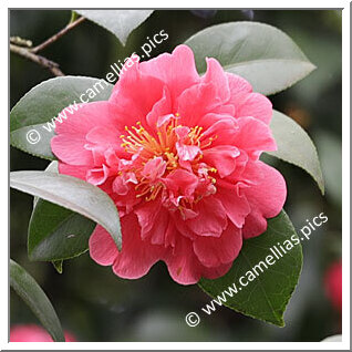 Camellia Japonica 'Pomponia Pedrotia'