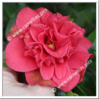 Camellia Japonica 'Pomponia Rubra'