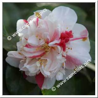 Camellia Japonica 'Pomponia Semi-duplex'