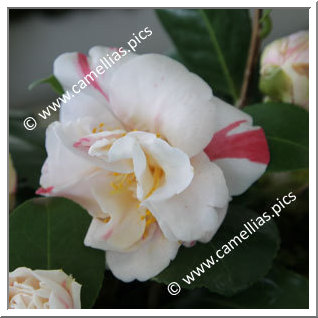 Camellia Japonica 'Pomponia Semi-duplex'