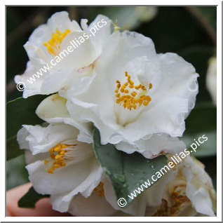 Camellia Hybrid 'Pop Corn'