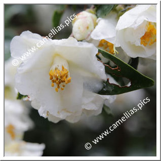 Camellia Hybride 'Pop Corn'