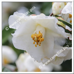 Camellia Hybrid 'Pop Corn'