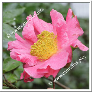 Camellia Hybride C.reticulata 'Pop Gee'
