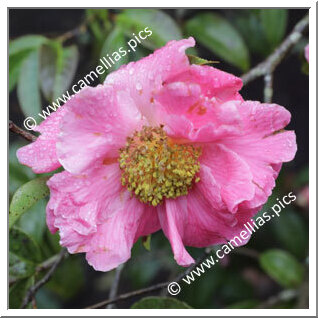Camellia Hybride C.reticulata 'Pop Gee'