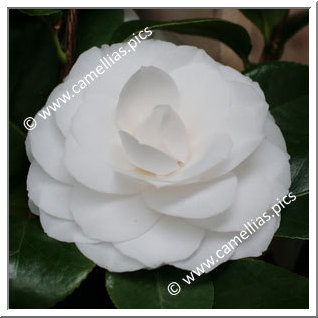 Camellia Japonica 'Pope John XXIII'