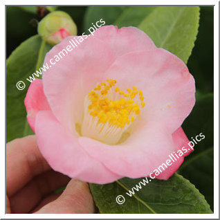 Camellia Japonica 'Pordor'