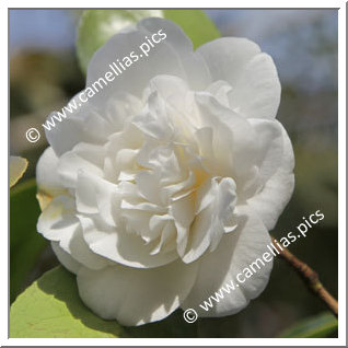 Camellia Japonica 'Powder Puff'