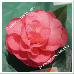 Camellia Hybride C.reticulata 'Powdered Beauty'
