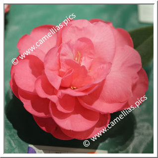 Camellia Hybrid C.reticulata  'Powdered Beauty'