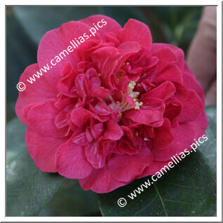 Camellia Japonica 'Premier'