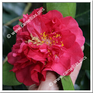 Camellia Japonica 'Premier'