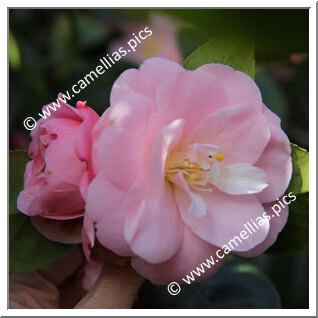 Camellia Japonica 'Président Philippe Duteil'