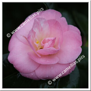 Camellia Japonica 'Président Philippe Duteil'