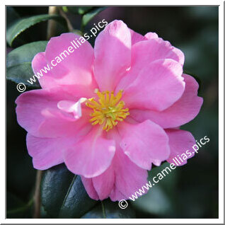 Camellia Sasanqua 'Presidente Antonio Sevesi'