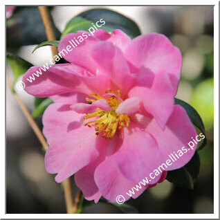 Camellia Sasanqua 'Presidente Antonio Sevesi'