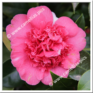 Camellia Japonica 'Preston Eclipse'