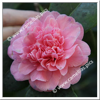 Camellia Japonica 'Preston Rose'