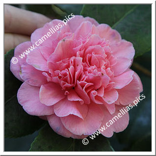 Camellia Japonica 'Preston Rose'