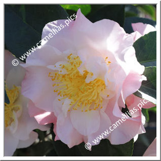 Camellia Japonica 'Prima Ballerina'
