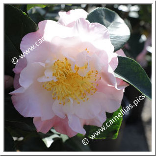 Camellia Japonica 'Prima Ballerina'