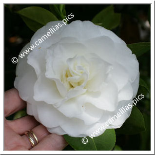 Camellia Japonica 'Primavera'
