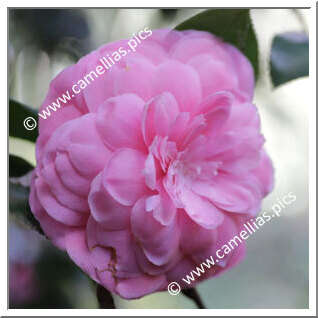 Camellia Japonica 'Prince Frederick William'