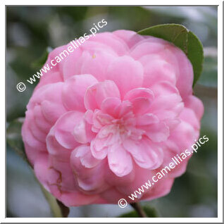 Camellia Japonica 'Prince Frederick William'