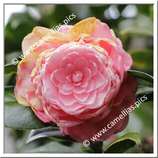 Camellia Japonica 'Prince Frederick William'