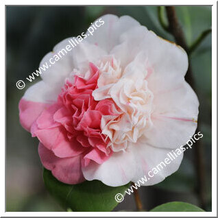 Camellia Japonica 'Prince Impérial'