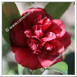Camellia Japonica 'Prince of Wales'
